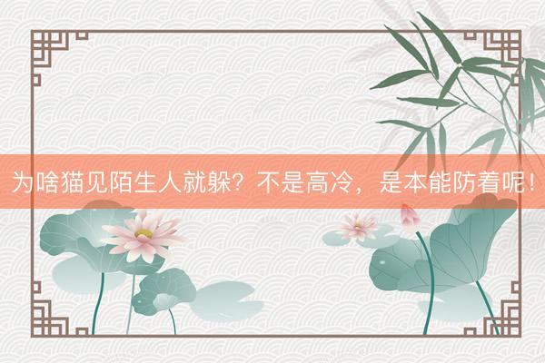 为啥猫见陌生人就躲？不是高冷，是本能防着呢！